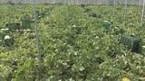 Soluciones Fertinagro altamente eficaces para mejorar de forma sostenible la sanidad vegetal de los cultivos: Efisoil Superbia y Organia Viventia