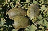 Syngenta lanza Airen, un melón piel de sapo que refuerza la apuesta de la compañía por variedades con sabor