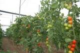 Agricultura Viva en Acción insta a los agricultores a 'posponer' la recogida de sus cosechas como medida de protesta