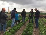 Bayer triunfa con Glamoral y Sideral, las lechugas Romanas con más peso