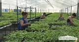 Grupo Cristalplant afronta la primavera con sus delegaciones a pleno rendimiento y con un incremento en la producción