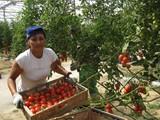 Carmen Ortiz destaca el liderazgo del sector agrario andaluz, con el 25% de la producción y el 34% de la renta nacional