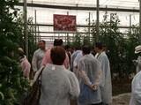 Syngenta presenta su nuevo tomate rama Versalles, que aporta una excelente conservación