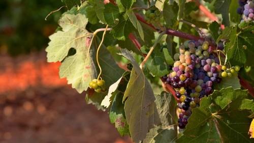 Los socialistas españoles en el Parlamento Europeo urgen medidas en defensa del vino español frente a los ataques franceses