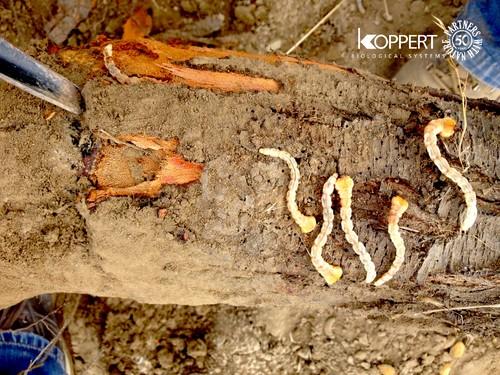 Koppert ofrece con Troyan® una solución biológica contra la plaga del gusano cabezudo del almendro