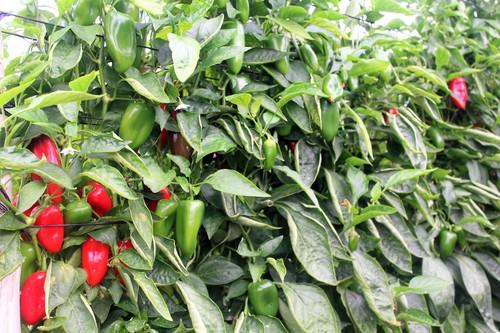 Akira Seeds ofrece al agricultor los pimientos más especiales del mercado
