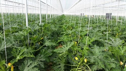 Cropclean, comprometida con la protección de los cultivos fomentando la venta de insumos residuo cero