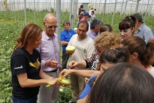 Con Readygal F1, la marca Nunhems dirige hacia Almería la demanda de melón galia con calidad y sabor
