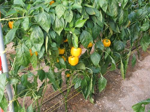 Agricultura realizará un seguimiento del Plan de Igualdad de Oportunidades para conocer la eficacia de sus actuaciones
