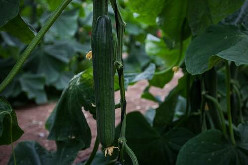 Tejo y Encina son las variedades más destacadas de Semillas Fitó para siembras de verano de pepino holandés