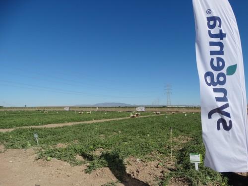 Syngenta muestra a productores, compradores y supermercados sus nuevas propuestas en melón y sandía