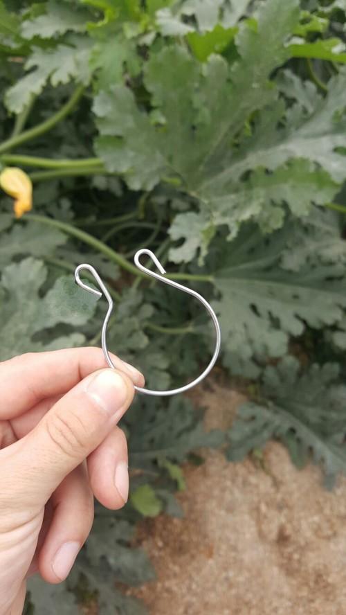 C. Navalón lanza un nuevo gancho para entutorar  el calabacín que se adapta a la forma de cada planta