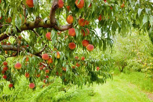 COAG reclama una batería de medidas para mejorar los precios percibidos por el agricultor