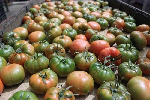 Convocadas las ayudas para los programas operativos de las Organizaciones de Productores de Frutas y Hortalizas