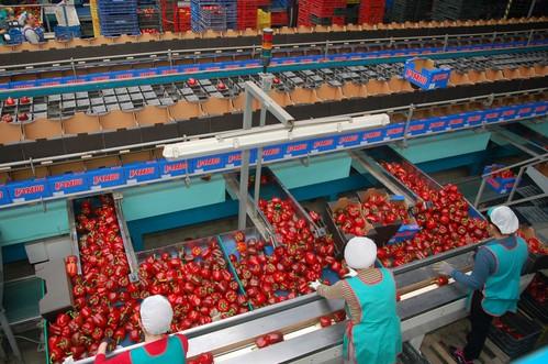 Las exportaciones agroalimentarias andaluzas a Reino Unido siguen creciendo al cumplirse un año del Brexit