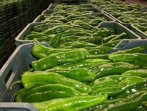 Las exportaciones agroalimentarias a Italia crecen un 68,9% y la sitúan como segundo destino de la producción andaluza