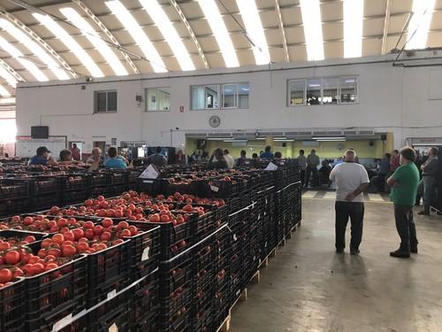 La Unión reabre sus subastas de Adra, Guardias Viejas y Cuatro Vientos