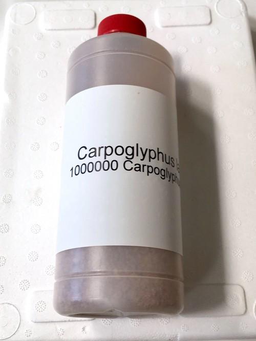 La población de 'Swirski' en pepino crece 30 veces más con el uso de 'Carpoglyphus' como alimento extra
