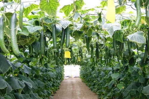 Valle RZ, la máxima garantía para el agricultor en los meses más fríos