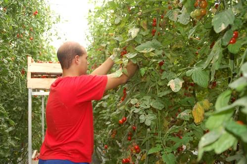 El trabajo agrícola, la cuarta ocupación que más crece en España