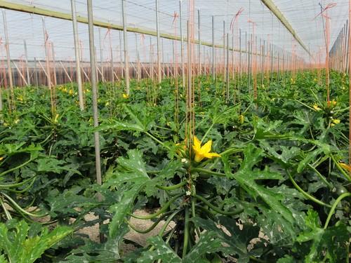 Los calabacines siguen por encima de los dos euros y la berenjena supera los 1,50 euros el kilo