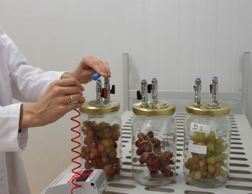El CT Tecnova está desarrollando un sistema predictivo que determinará la fecha límite de comercialización del producto en destino