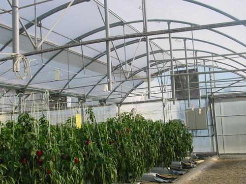 La Junta autoriza el pago de 751,5 millones de euros del anticipo de las ayudas directas de la Política Agrícola Común