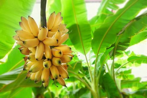 GLOBALG.A.P. presenta el nuevo Add-On Bioseguridad R4T para bananas