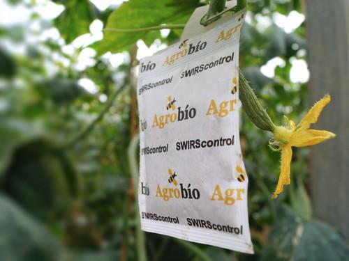 La alimentación con presa directamente en planta garantiza un control eficaz de trips en pepino