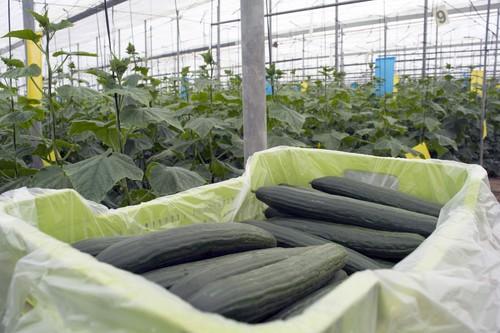 Biotec Family trabaja de la mano del agricultor para cultivar el mejor producto de calidad y buen sabor