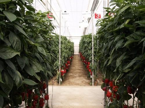 El control biológico en pimiento supera las 10.500 hectáreas en esta campaña