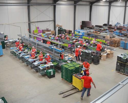 Ecoinver cumple una década como empresa productora y comercializadora de hortalizas