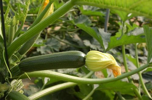 El bioestimulante Trama y Azahar, un producto certificado por el CAAE