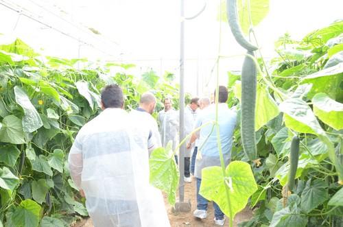 Seminis presenta SV6830CE, la variedad de pepino Almería más oscura del mercado