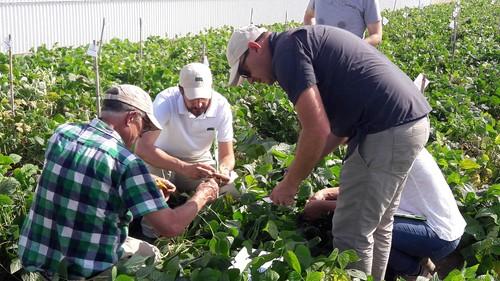 Semillas Fitó firma un acuerdo con Basin Seed Company, LLC para adquirir su programa de mejora de judías