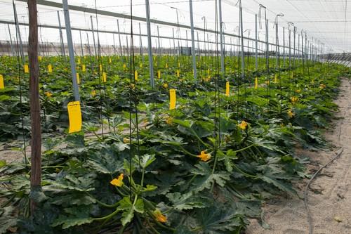 Syngenta invierte en la modernización de su catálogo de fungicidas con la incorporación de nuevas marcas en los próximos años