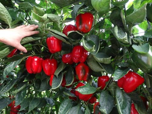 Amparo, Azahar, Abraham y Deseo, de HM Clause, se lucen en las II Jornadas de Pimiento Temprano de Dalías