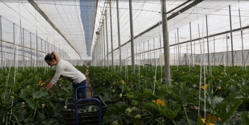 El Plan Estratégico para la Agroindustria prevé la creación de unos 7.000 empleos hasta 2020