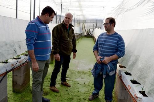 Invernaderos de Matagorda peligran por la subida del nivel del acuífero superior