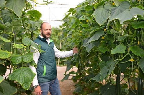 SV5047CE, la nueva variedad de pepino de Seminis que destaca por su equilibrio de planta