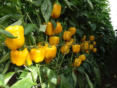 Medio millar de agricultores conocen Borneo, el nuevo California amarillo de Semillas Fitó