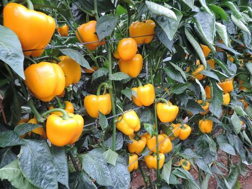 Los pimientos lamuyo y California amarillo suben de precio superando los 1,20 euros el kilo
