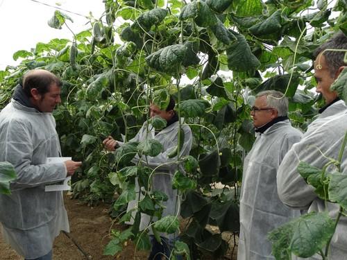 Rijk Zwaan presenta blueleaf, variedades de pepino con más resistencias líderes en todos los segmentos