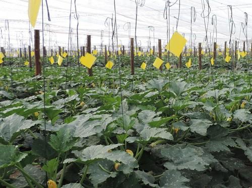 Calabacín, berenjena y pepino duplican su precio en una semana