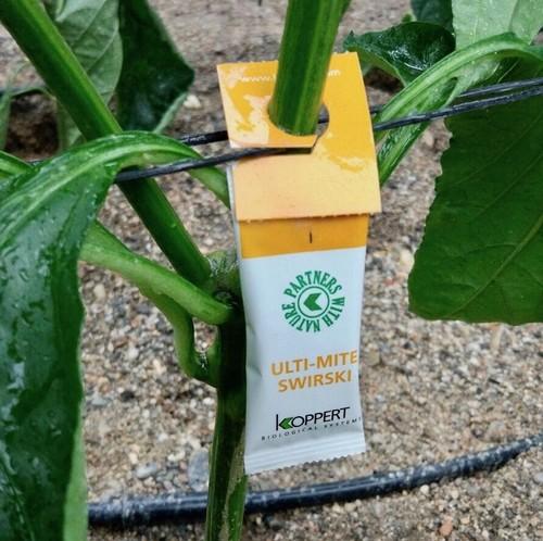 El formato de sobre Ulti-Mite Swirski, nominado al Premio a la Innovación en Fruit Logística 2018
