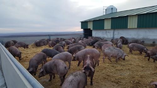 Fertinagro Biotech patenta la conversión de purines  y carbón en fertilizante para agricultura sostenible