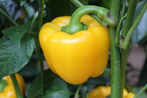 Semillas Fitó completa su catálogo de pimiento California amarillo con Mikonos y Madagascar