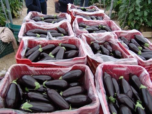 Calabacín y berenjena bajan de precio y dificultan la rentabilidad a sus productores