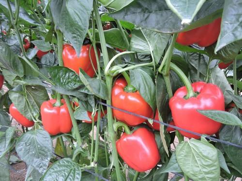Los agricultores del Poniente almeriense conocen las nuevas variedades de pimiento de Rijk Zwaan resistentes a oídio