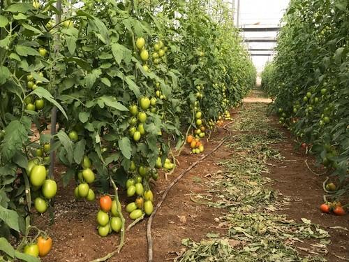 Los tomates de ISI Sementi destacan en Almería